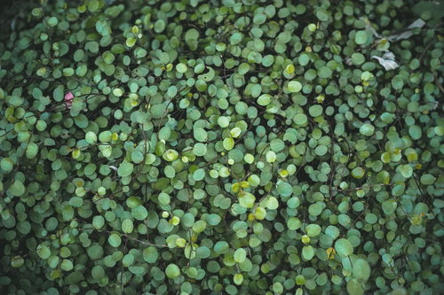 小さい葉が密集したテクスチャー