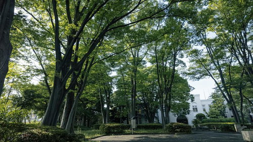 北区中央公園の樹間から見える文化センター