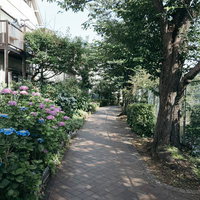 石神井川沿いの緑道で咲く紫陽花と散歩道の初夏の風景の写真