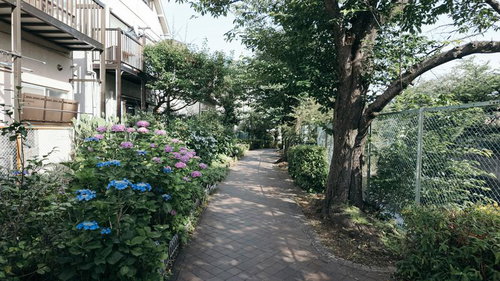 石神井川沿いの緑道で咲く紫陽花と散歩道の初夏の風景