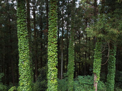 木にぎっしりまとわりついた蔦が生い茂る森