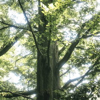 森の中、降りそそぐ木漏れ日と緑豊かな樹木の風景の写真