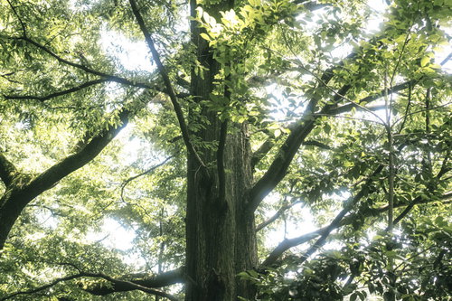 森の中、降りそそぐ木漏れ日と緑豊かな樹木の風景