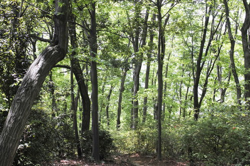 森の中に進む小道と木漏れ日、緑豊かな林の自然風景