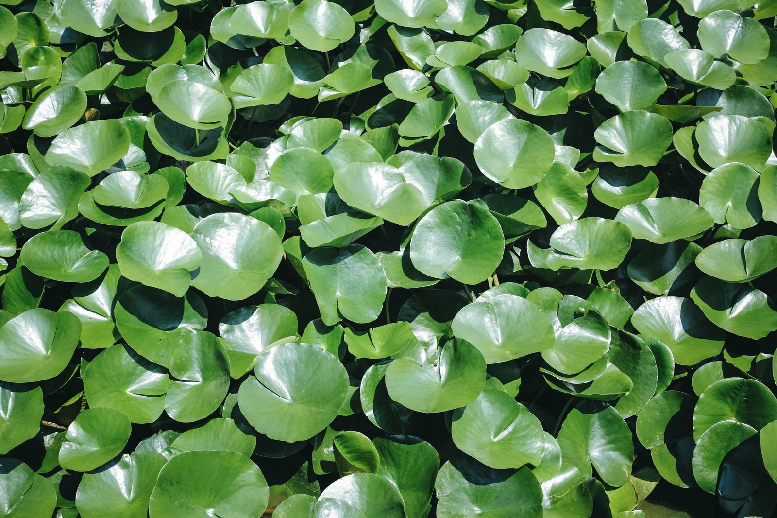 水面に浮かぶ光沢のある丸い緑の葉が密集している様子