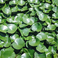 水面に浮かぶ艶のある葉っぱの写真