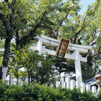 樹齢800年のクスと百舌鳥八幡宮の参拝道の鳥居の写真