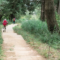 高尾山の緑豊かな森林内で階段状の木道を進む登山者の写真