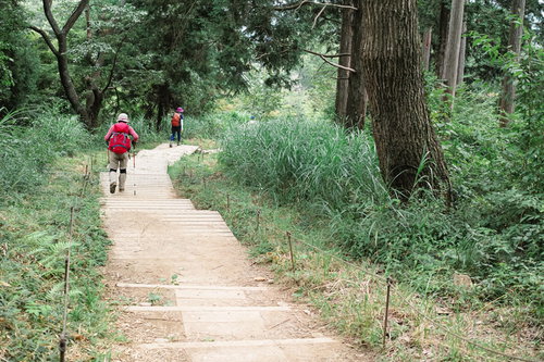 高尾山の緑豊かな森林内で階段状の木道を進む登山者