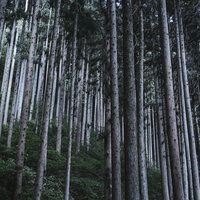 枝打ちされた杉の森林 - 林業管理の整然とした森の写真