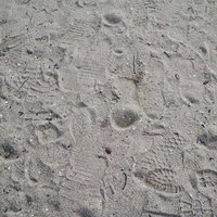 砂地に残る無数の足跡が重なり合う様子の写真