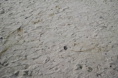 砂浜に残る無数の足跡とテクスチャーパターン