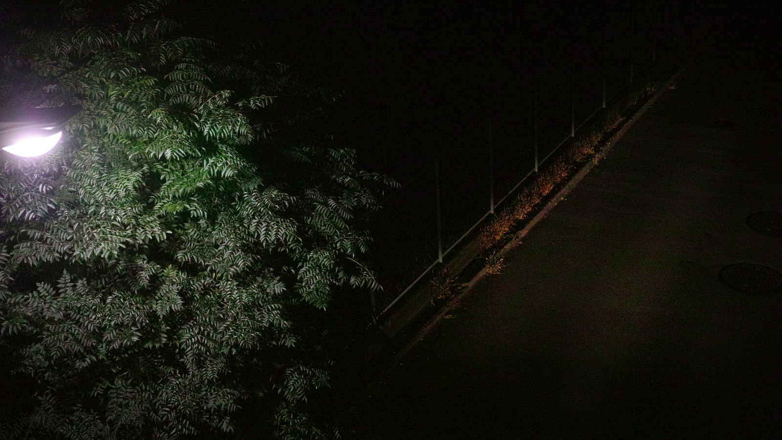 街灯に照らされた薄暗い夜道と木々の影