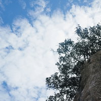晴天の崖の上に生える木々と青空の自然風景の写真