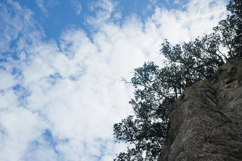 晴天の崖の上に生える木々と青空の自然風景