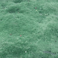 青々とした芝生のテクスチャーの写真