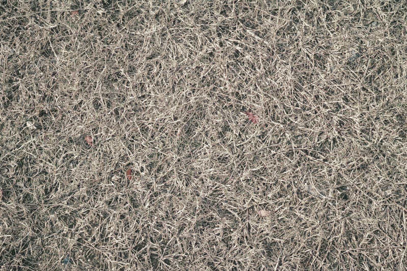 地面一面に広がる茶色く乾燥した枯草のテクスチャー