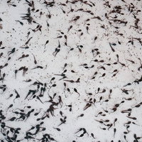 屋台で売られている大量のおたまじゃくしの群れの写真