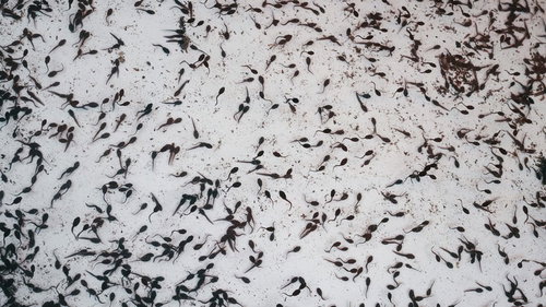 屋台で売られている大量のおたまじゃくしの群れ