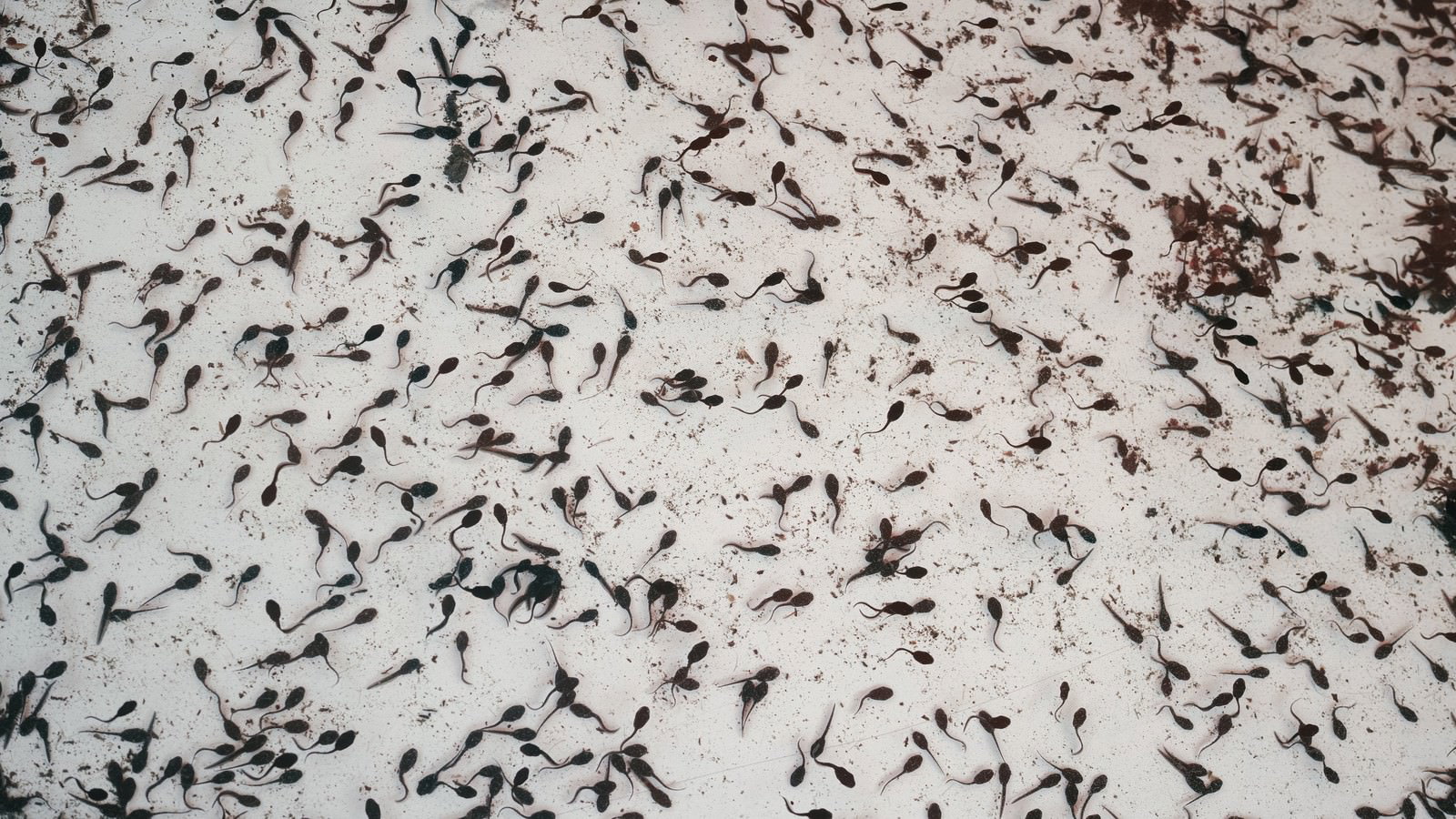 透明な水槽の中で密集して泳ぐ多数の黒いオタマジャクシの群れ