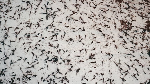 水槽で泳ぐオタマジャクシの群れ - 黒い幼生が密集する様子