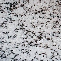 水中に群がる黒々としたおたまじゃくしの群れの写真