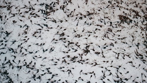 水中に群がる黒々としたおたまじゃくしの群れ