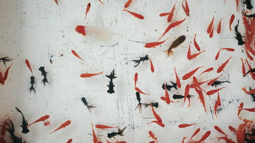 赤と黒の金魚が泳ぐ金魚すくい縁日の涼しげな夏祭り風景