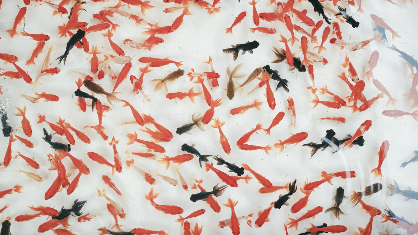 水中を泳ぐ大量の赤い金魚と黒い金魚が密集している様子