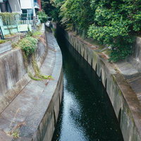 住宅街を流れる渋谷川のコンクリート護岸と緑の写真