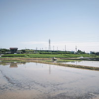 水を張った田植え時期の水田と農村風景の写真