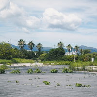 淡路島の農地で一面の防草シートの間から育つ雑草の写真