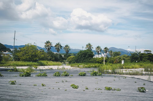 淡路島の農地で一面の防草シートの間から育つ雑草