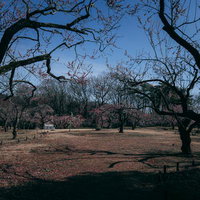 国営武蔵丘陵森林公園の山崎城跡に広がる梅林の古木の写真