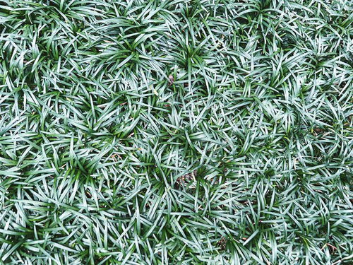 玉竜の密集したテクスチャー、常緑グラウンドカバーの庭園