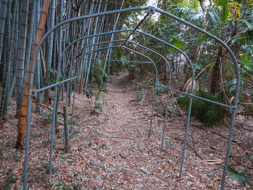 南沢緑地保全地域の竹藪の奥深く、金属パイプトンネルが道を覆う