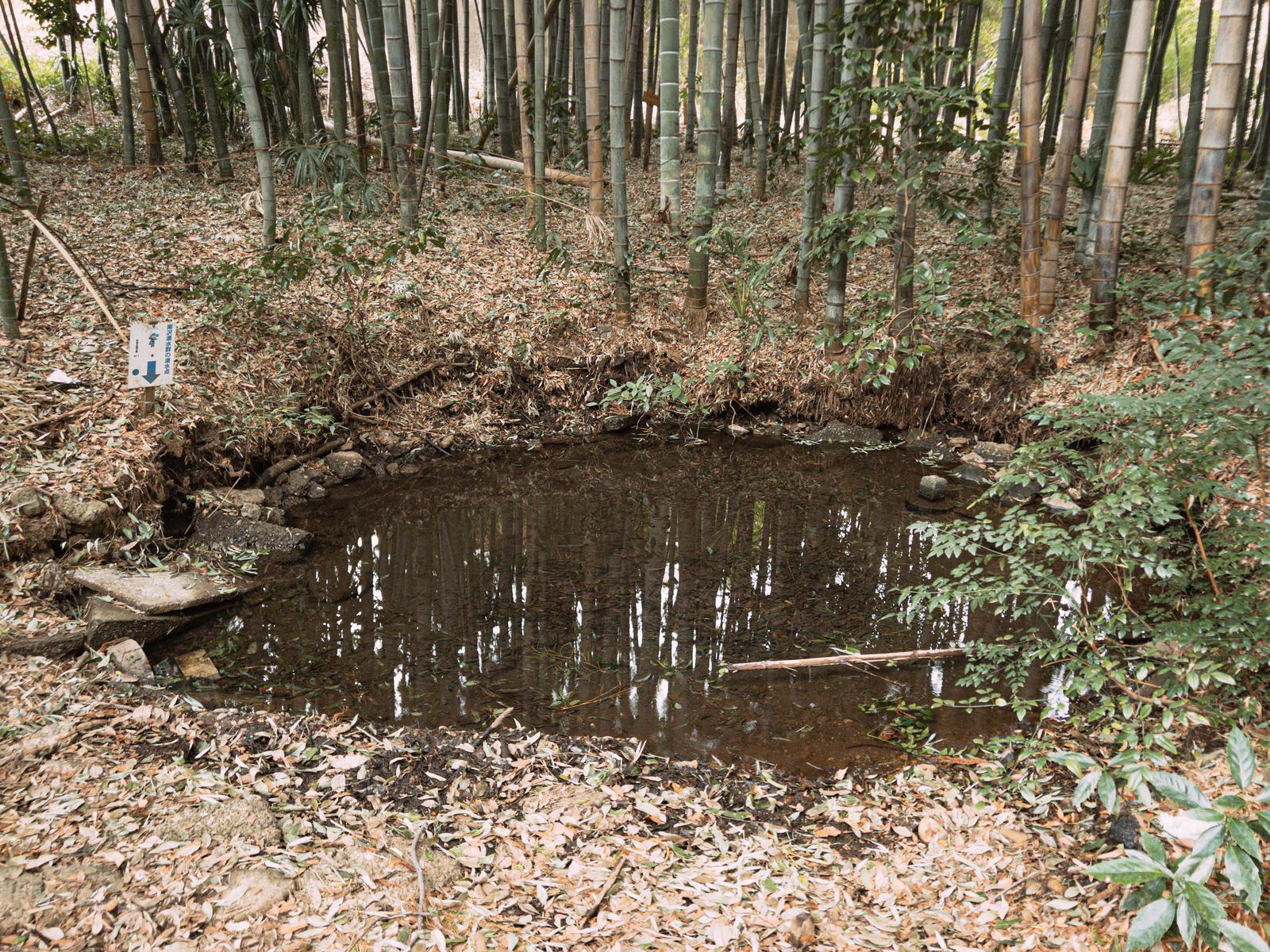 竹藪に囲まれた南沢湧水群の湧水点で、落ち葉の地面から水が湧き出て池を形成している