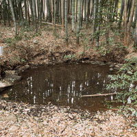 南沢湧水群の湧水点と竹藪に囲まれた池の風景の写真