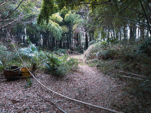 水源保全地域の南沢緑地に広がる竹藪と雑木林