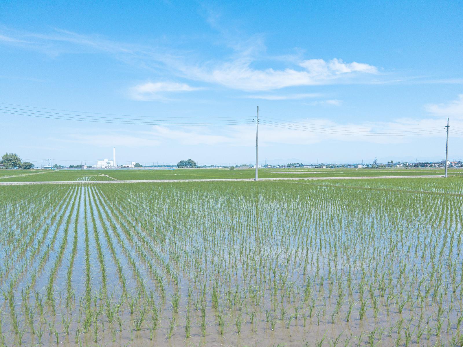 青空が映り込む水田に整列した緑の稲苗が植わっている風景