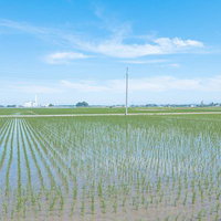 青空を反射する初夏の田んぼの写真