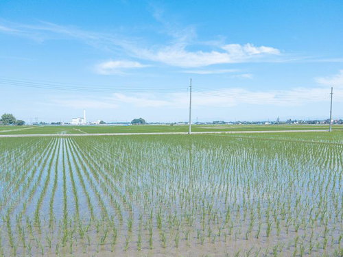 青空を反射する初夏の田んぼ