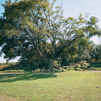 公園に立つ樹齢の長い巨木の写真
