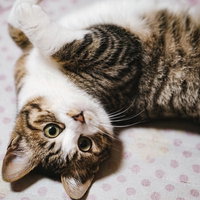 許してニャンポーズをとるキジ白猫のかわいい寝姿の写真