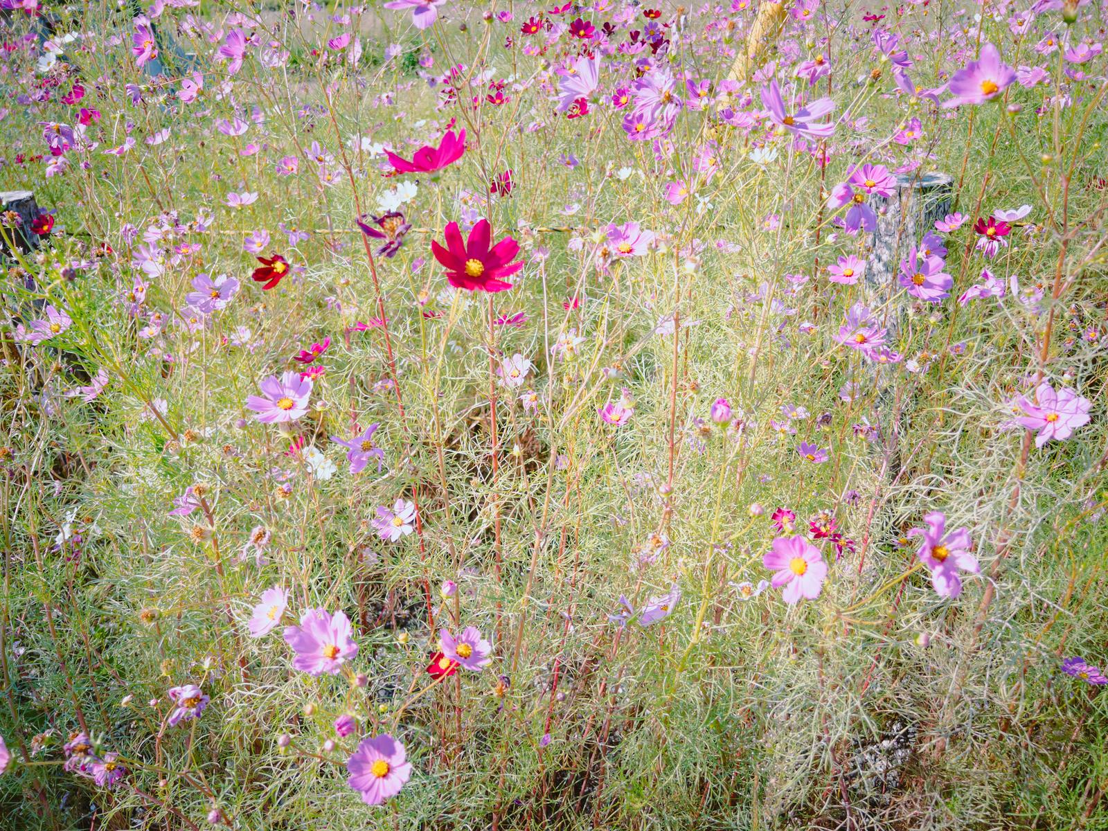 秋の路上で色とりどりのコスモスが咲き乱れている写真