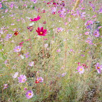 秋の路上に咲き誇るピンク、赤、白、黄色のコスモス花畑の写真