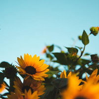 青空に咲くひまわりと蕾、黄色い花と緑の茎葉の写真