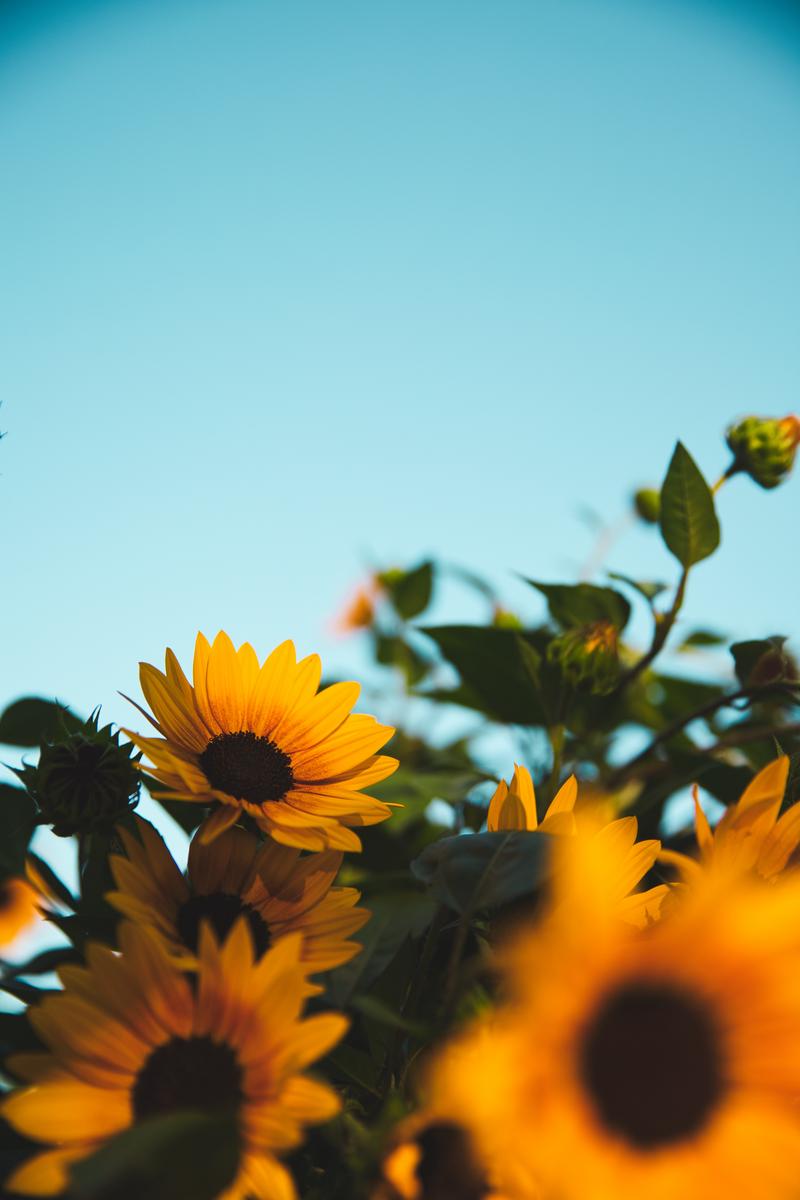青空を背景に咲く黄色いひまわりの花と蕾