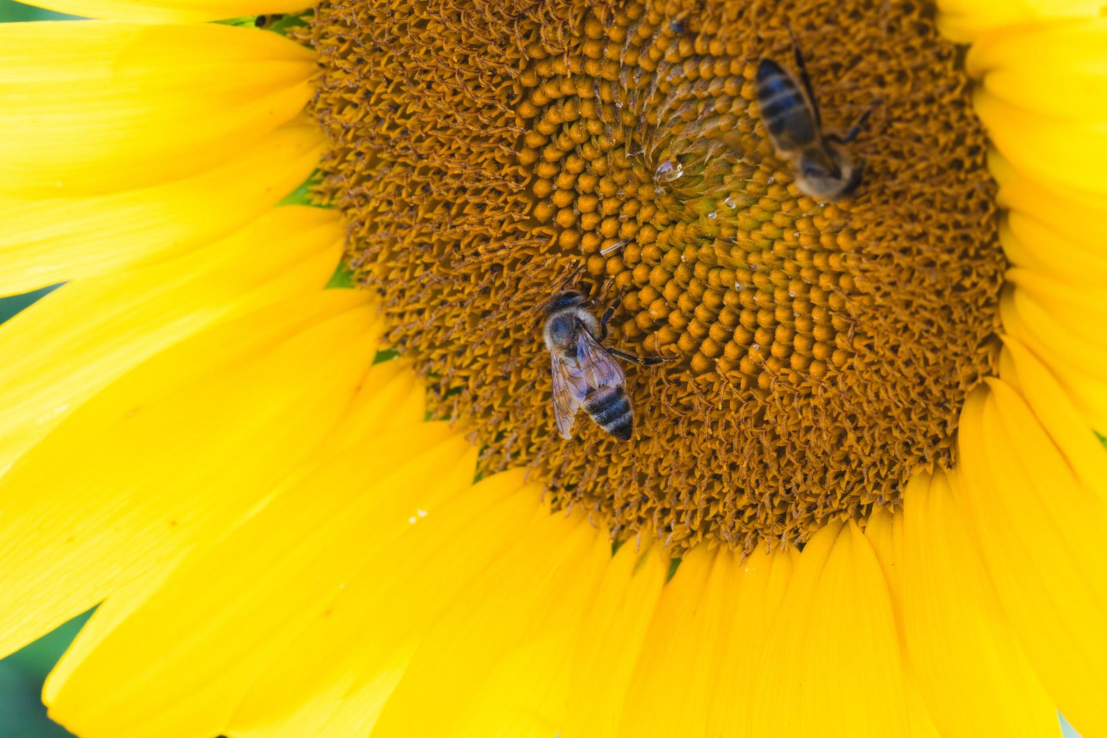 ひまわりの花盤で蜜を集めるミツバチ