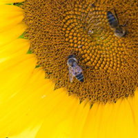 ひまわりの蜜を吸うミツバチの接写、花粉がついた採蜜の様子の写真